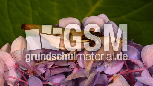 Orchideenmantis (4).jpg